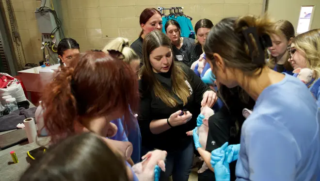 Vet Tech faculty Kiara Deals demonstrates to students how to clip a piglet's teeth.